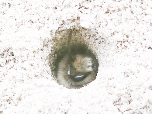 Grey-backed Mining Bee, 9728 NS Groningen, Netherlands, photo 7 of 10
