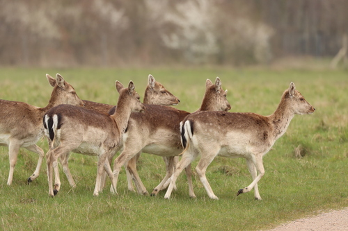 European Fallow Deer