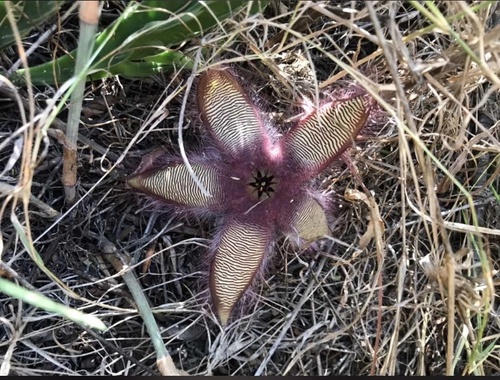 Stapelia gettliffei