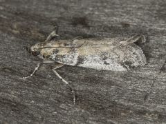 Laetilia dilatifasciella