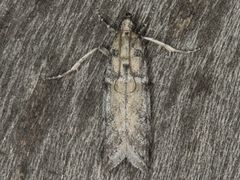 Laetilia dilatifasciella