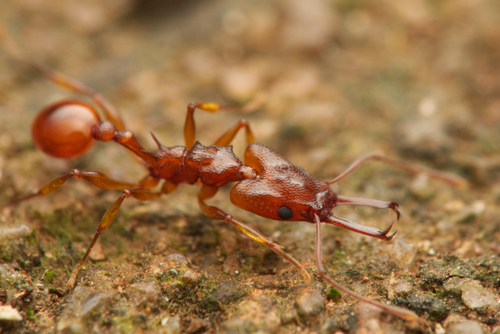 Orectognathus antennatusOrectognathus antennatus