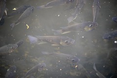 Sarotherodon melanotheron