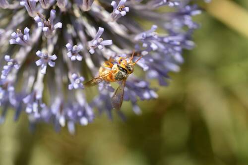 Ferruginous Yellow-Resin bee