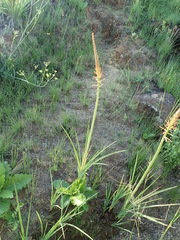 Kniphofia laxiflora