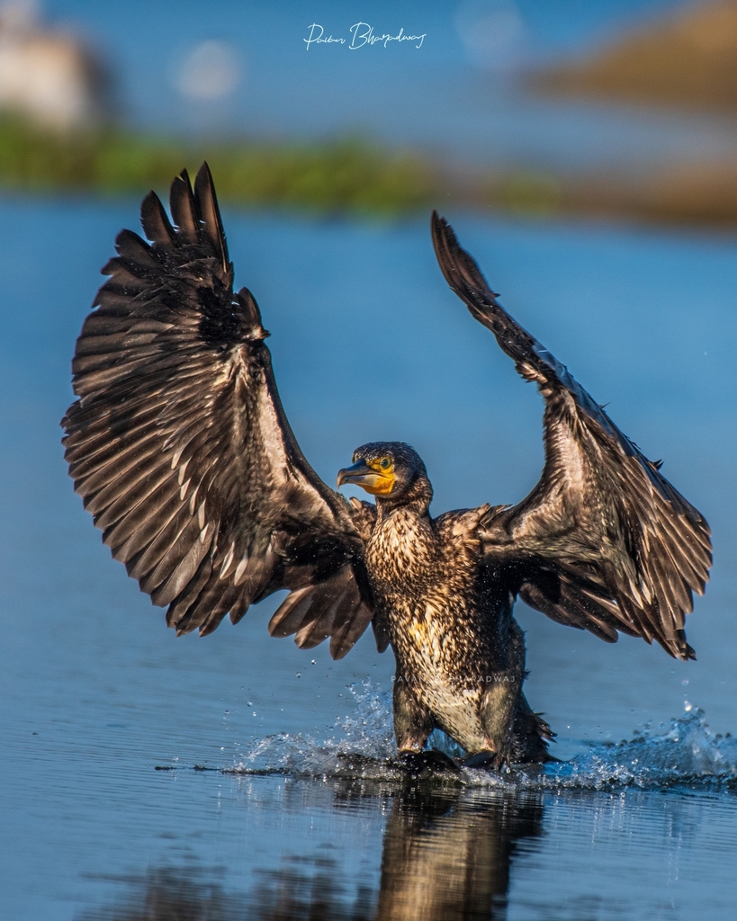 Great cormorant with wings spread wide, splashing down on the water