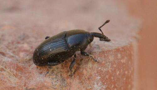 Timid Mallow Weevil