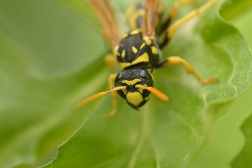 European Paper Wasp