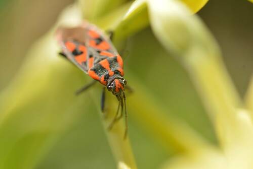 Spilostethus saxatilis