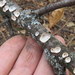 Little Nest Polypore - Photo (c) Mike Leveille, some rights reserved (CC BY-NC), uploaded by Mike Leveille