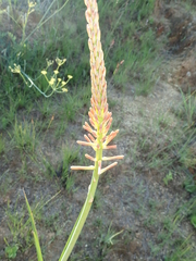 Kniphofia laxiflora