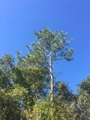 Pinus elliottii densa