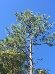 Pinus elliottii densa