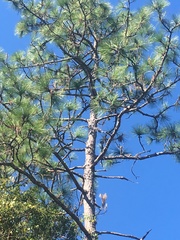 Pinus elliottii densa