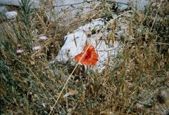 Papaver rhoeas