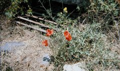 Papaver rhoeas