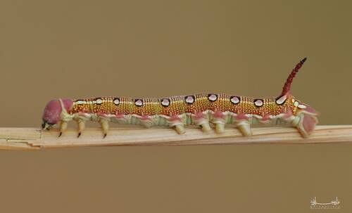 Striped Hawkmoth