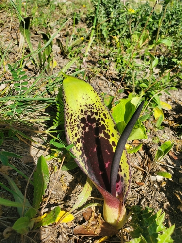 Image of Arum dioscoridis by (c) Mitch Van Dyke, some rights reserved (CC BY)
