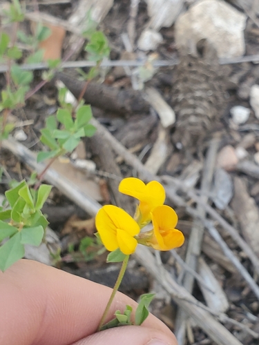 Alien Bird's-foot-trefoil (Lotus peregrinus)