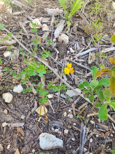 Image of Lotus peregrinus by (c) Mitch Van Dyke, some rights reserved (CC BY)