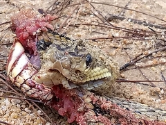 Crotalus ehecatl