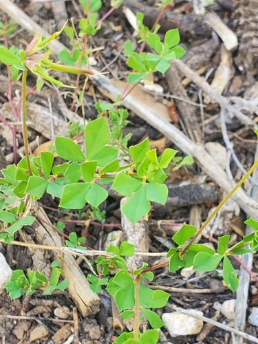 Image of Lotus peregrinus by (c) Mitch Van Dyke, some rights reserved (CC BY)