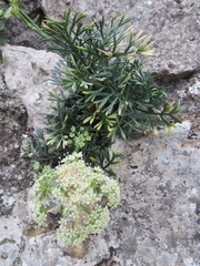 Seseli polyphyllum