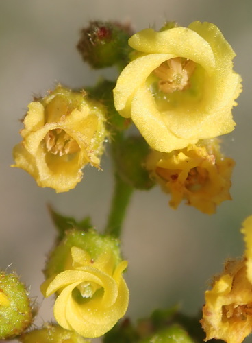 Image of Hermannia alnifolia by (c) Nicola van Berkel, some rights reserved (CC BY-SA)