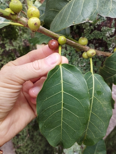 Ficus enormis
