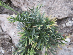 Seseli polyphyllum