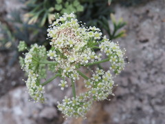 Seseli polyphyllum