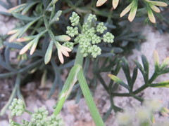 Seseli polyphyllum
