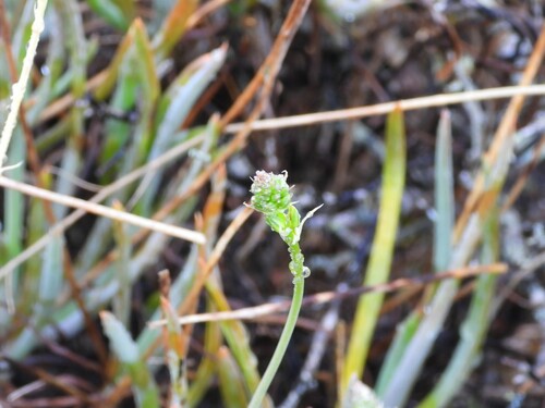 Image of Stalked Bulbine (Bulbine frutescens) by (c) amantedarmanin, some rights reserved (CC BY)