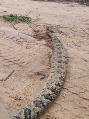Crotalus ehecatl