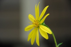 Silphium asteriscus