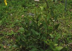 Silphium asteriscus