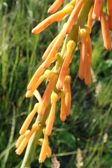 Kniphofia laxiflora