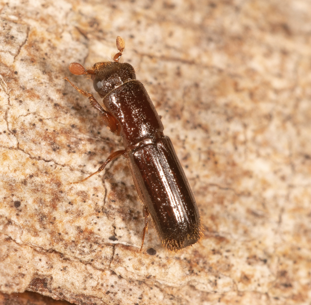 Platypodini