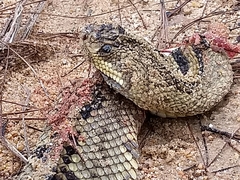 Crotalus ehecatl