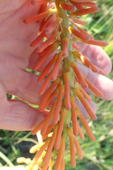 Kniphofia laxiflora