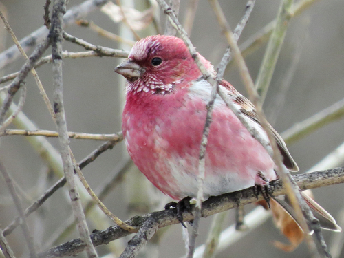 Pallas's Rosefinch