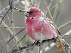 Pallas's Rosefinch photo 4