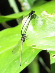 Onychargia atrocyana