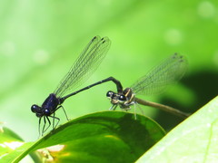 Onychargia atrocyana