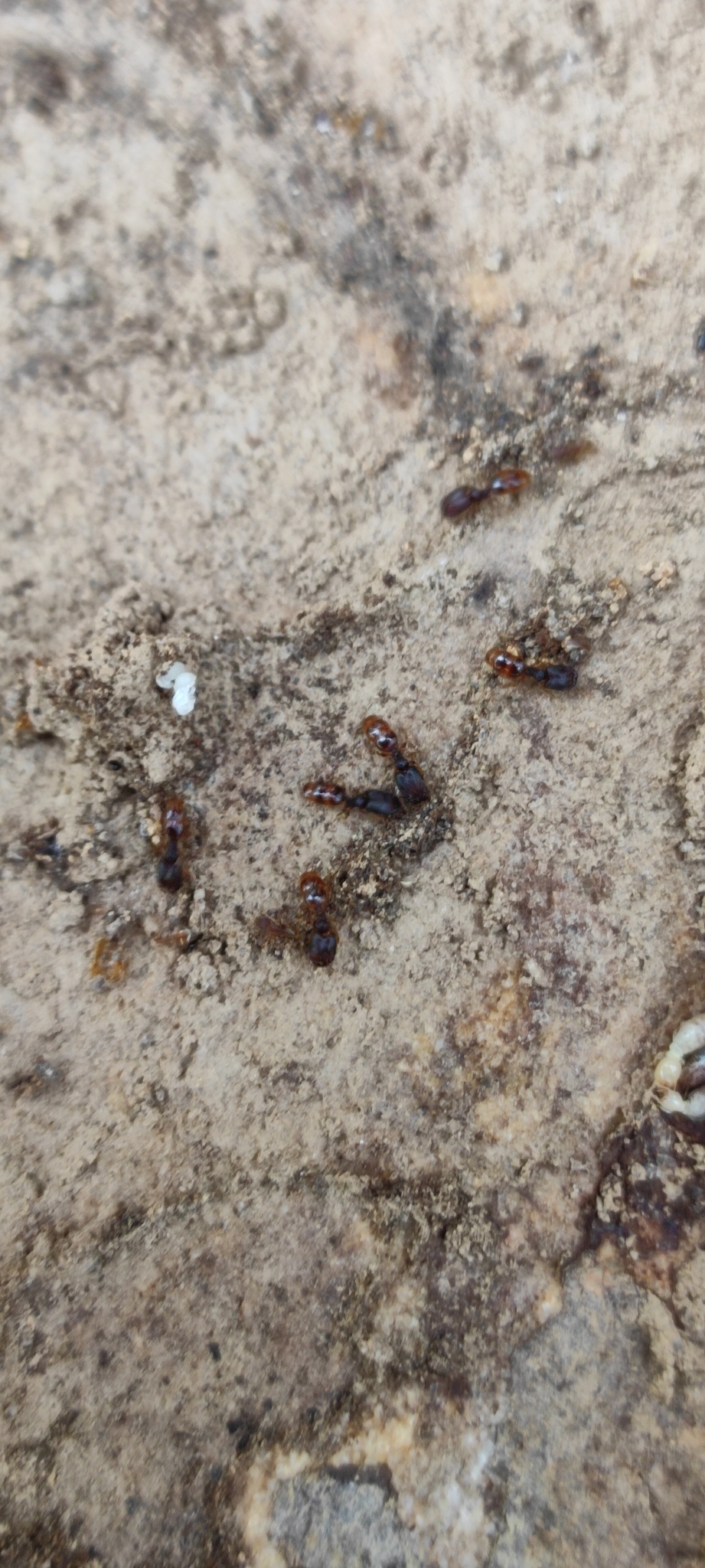 Pheidole templaria