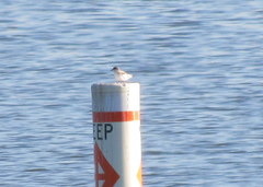 Sternula antillarum athalassos