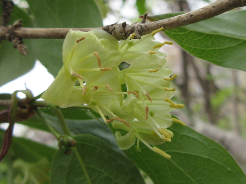 Lonicera chrysantha iNat (1)