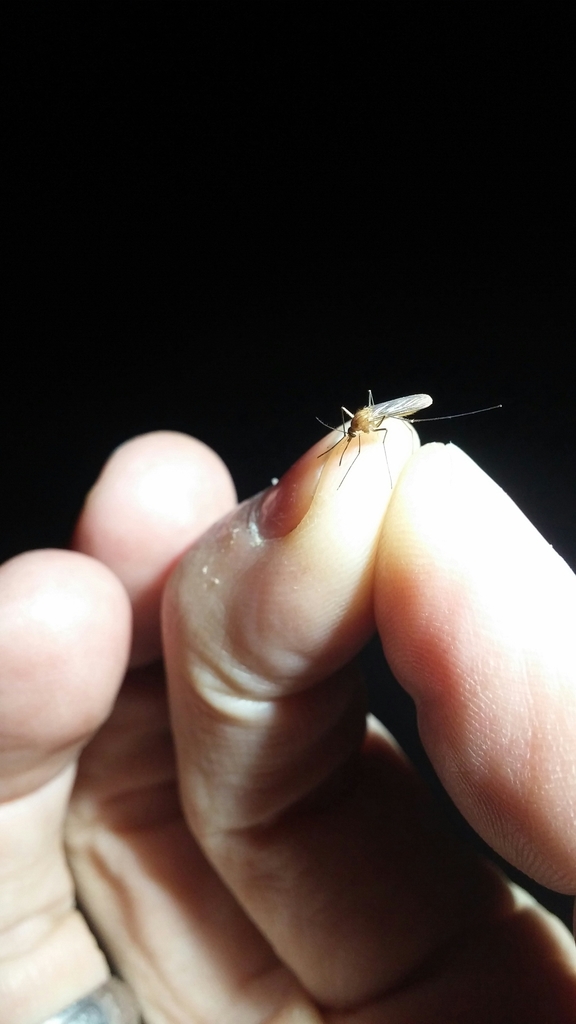 Tule Mosquito