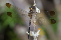 Macrothemis inequiunguis