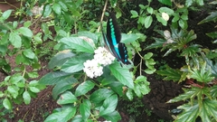Graphium